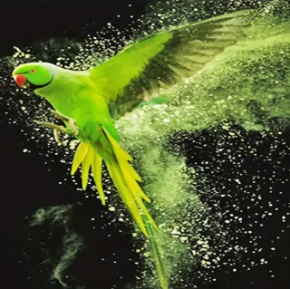 Diamond Painting Papagei Halsbandsittich
